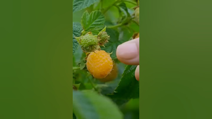 Raspberries the sweet little fruits. #strawberry #fruit
