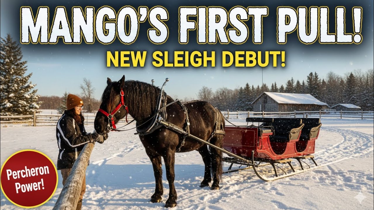 СИЛА ПЕРШЕРОНА: Манго покоряет новые сани!