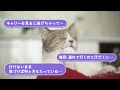 【プロジェクト始動】病院が苦手な猫ちゃんのための「ニャンとかなる!病院いくぞ大作戦」