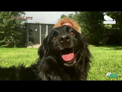 Video: Come Dare Un Nome A Un Cane