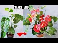 Anthurium not blooming copy my recipe  get more flowers easily