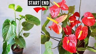 Anthurium not blooming? Copy my recipe & get more flowers EASILY