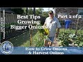 How to Grow Onions & Harvest Onions l Part 2 of 2