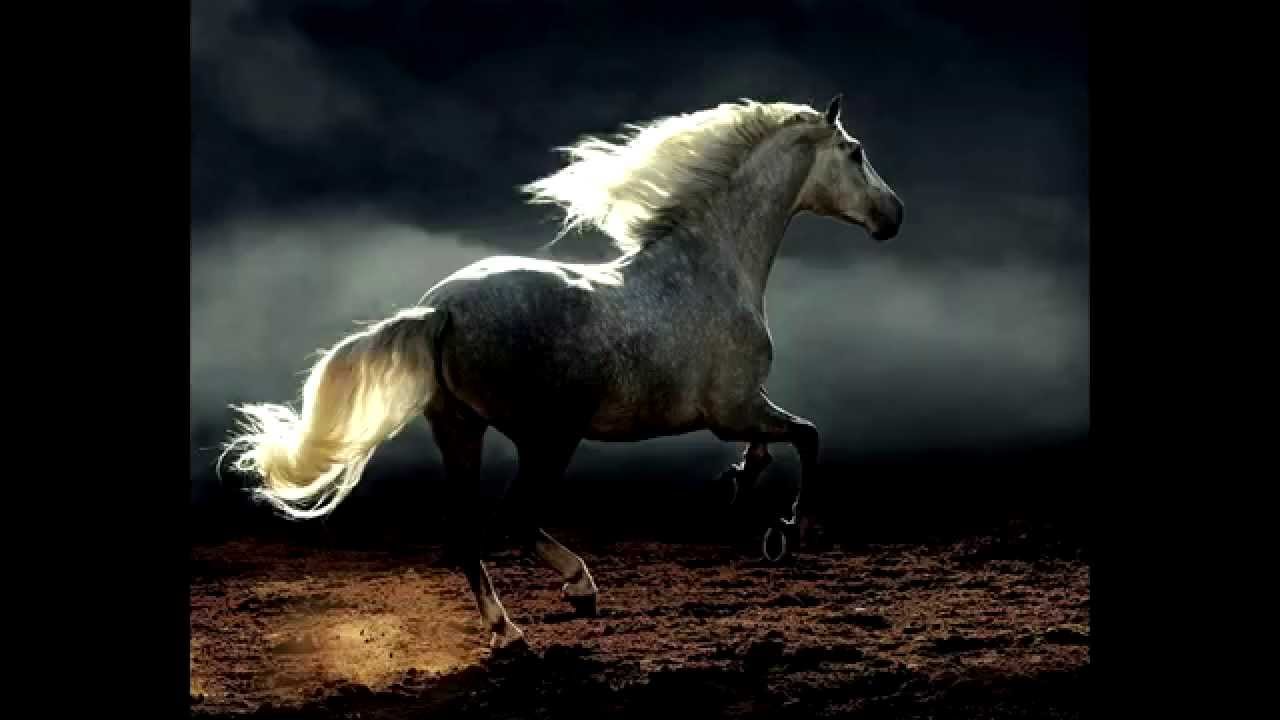 Лошадки со словами. Красивые лошади. Картинки лошадей. Очень красивые лошади. Стихи про лошадей.