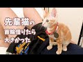 先輩猫から家族の証を借りた子猫