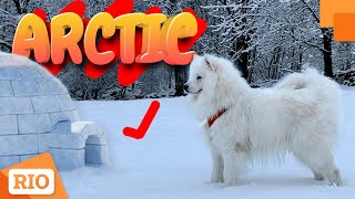 Samoyed Dog Playing in the SNOW