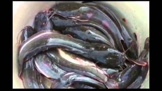 Download Fishing - How To Make Synthetic Bait Freshwater Fishing - Mồi Tổng Hợp Câu Cá Nư Video MP3 Fishing - How To Make Synthetic Bait Freshwater Fishing - Mồi Tổng Hợp Câu Cá Nư