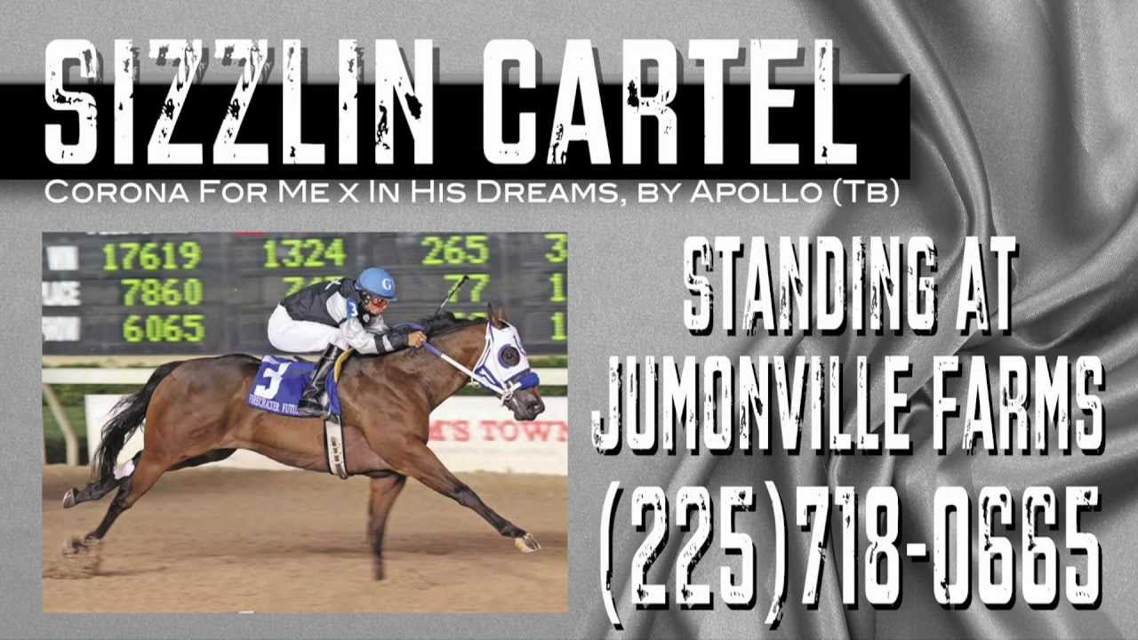 QH Racing Sire Sizzlin Cartel YouTube