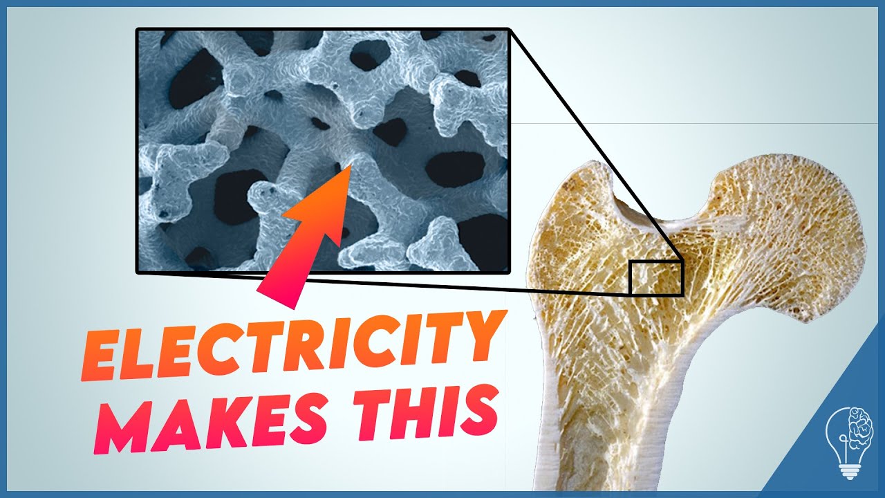 How electricity in your bones optimises strength | Piezoelectric effect