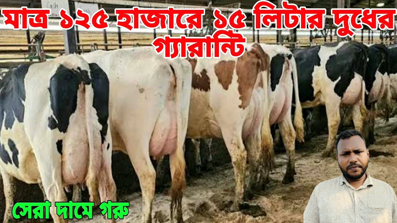 চিপ রেট! মাত্র ১২৫ হাজারে ১৫ লিটার দুধ ও ১৫৫ হাজারে ৫ মাস প্রেগন্যান্ট সহ ১৫ লিটার দুধের গাভী বিক্রি