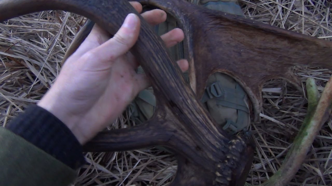 5-ta wyprawa na bagna - Łosiówka i dwie tyki od jelenia /20-03-2025/