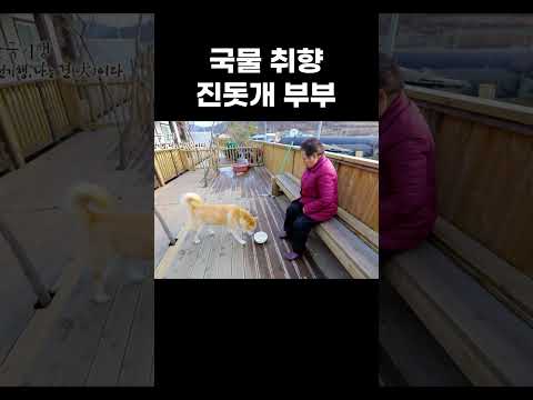 국물 한 사발에 양보 없는 진돗개 커플 #shorts