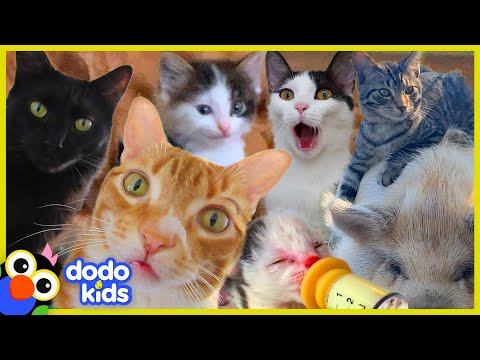 Video: Amazing Cats og True Cat Stories