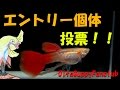 グッピーフォトコンテスト投票！エントリー個体！【大分グッピーファンクラブ】