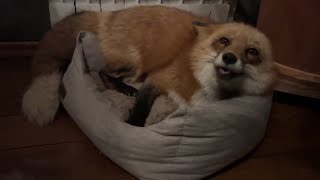 Alice the fox. Lisa likes her new bed.