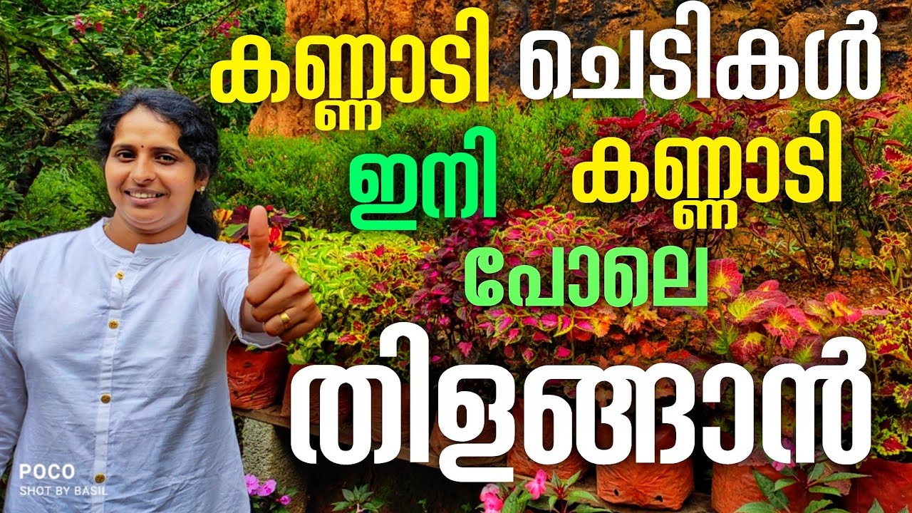 കോളിയാസ് ചെടി തഴച്ചു വളരാൻ|Coleus plant thrives|J4u TIPS