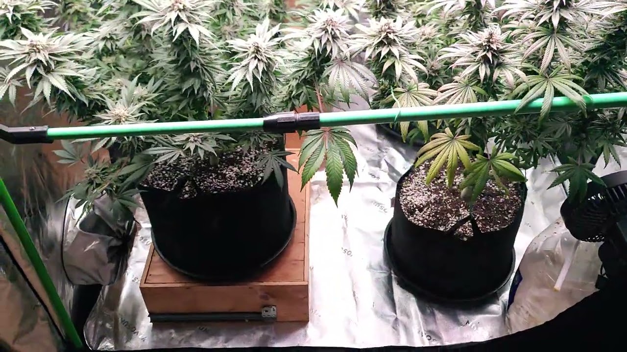 Ican organics grow of Godfather OG & Runtz