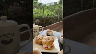 Tea time in Cameron Highland, Malaysia