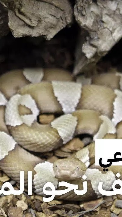        MCD
 - نشر قبل 24 دقيقة