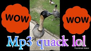 Mp3 quack lol songs new website