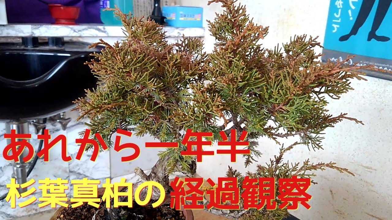 あれから一年半杉葉真柏の経過観察 - YouTube