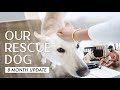 8 Month Update On Our Terrified Rescue Dog | Ep 4 | RRAYYME