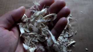 Button Quail: Bedding
