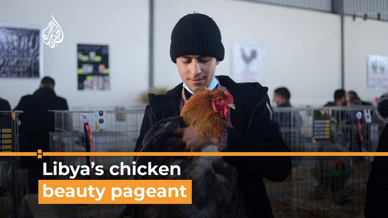 Inside Libya’s first-ever chicken beauty pageant - YouTube