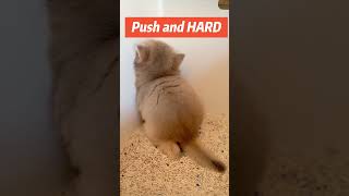 PUSH and HARD🤣🤣 #cats #cat #kitten #kittens #funny #cute #fyp #pets #love
