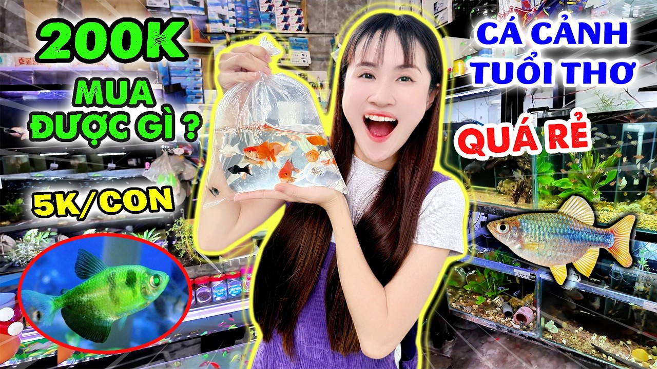 CẦM 200K MUA CÁ CẢNH CHO ZINO | CÁ 7 MÀU, MOLLY, BETTA - VÊ VÊ CHANNEL