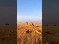 The Camel Is Surrounded… The Next Moment囲まれたラクダ次の瞬間