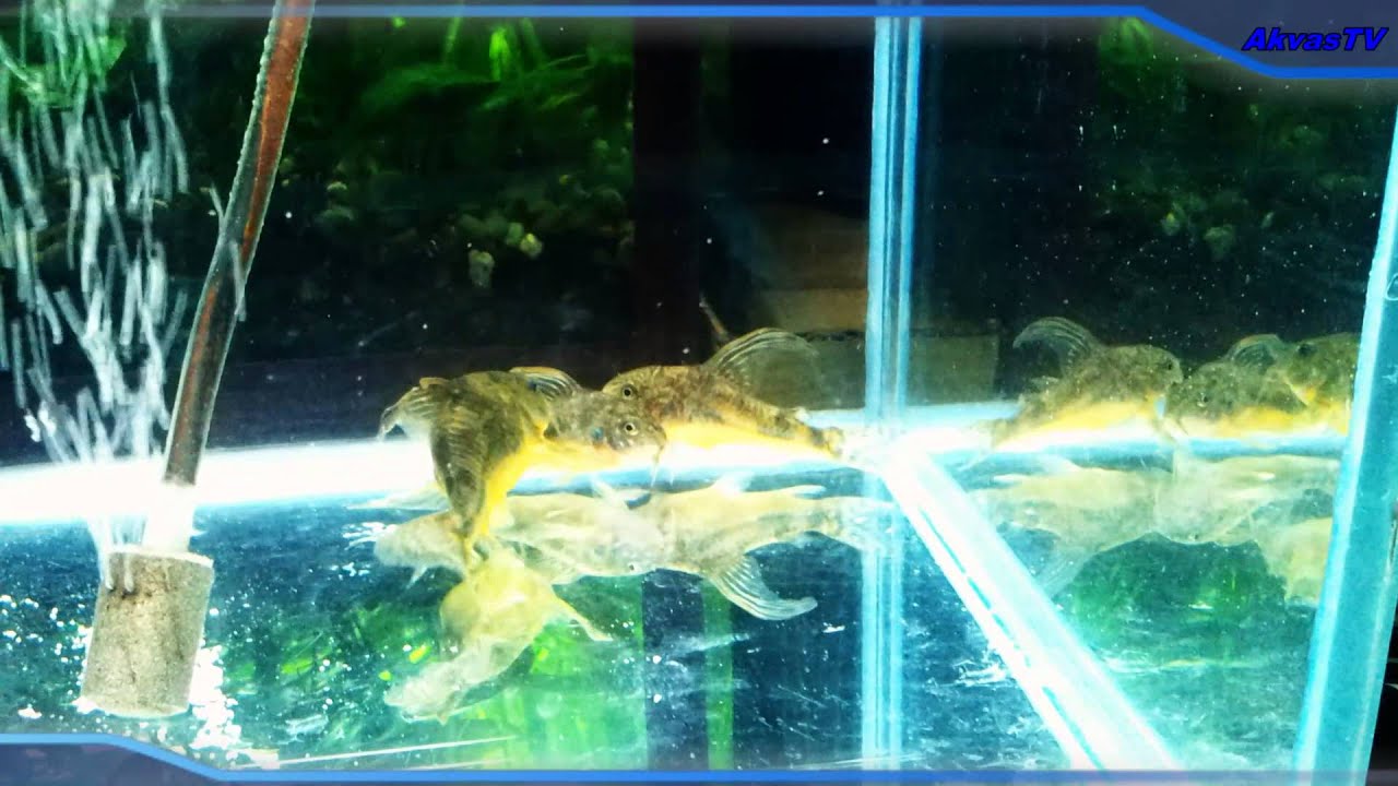 НЕРЕСТ И МАЛЬКИ КРАПЧАТЫХ СОМИКОВ