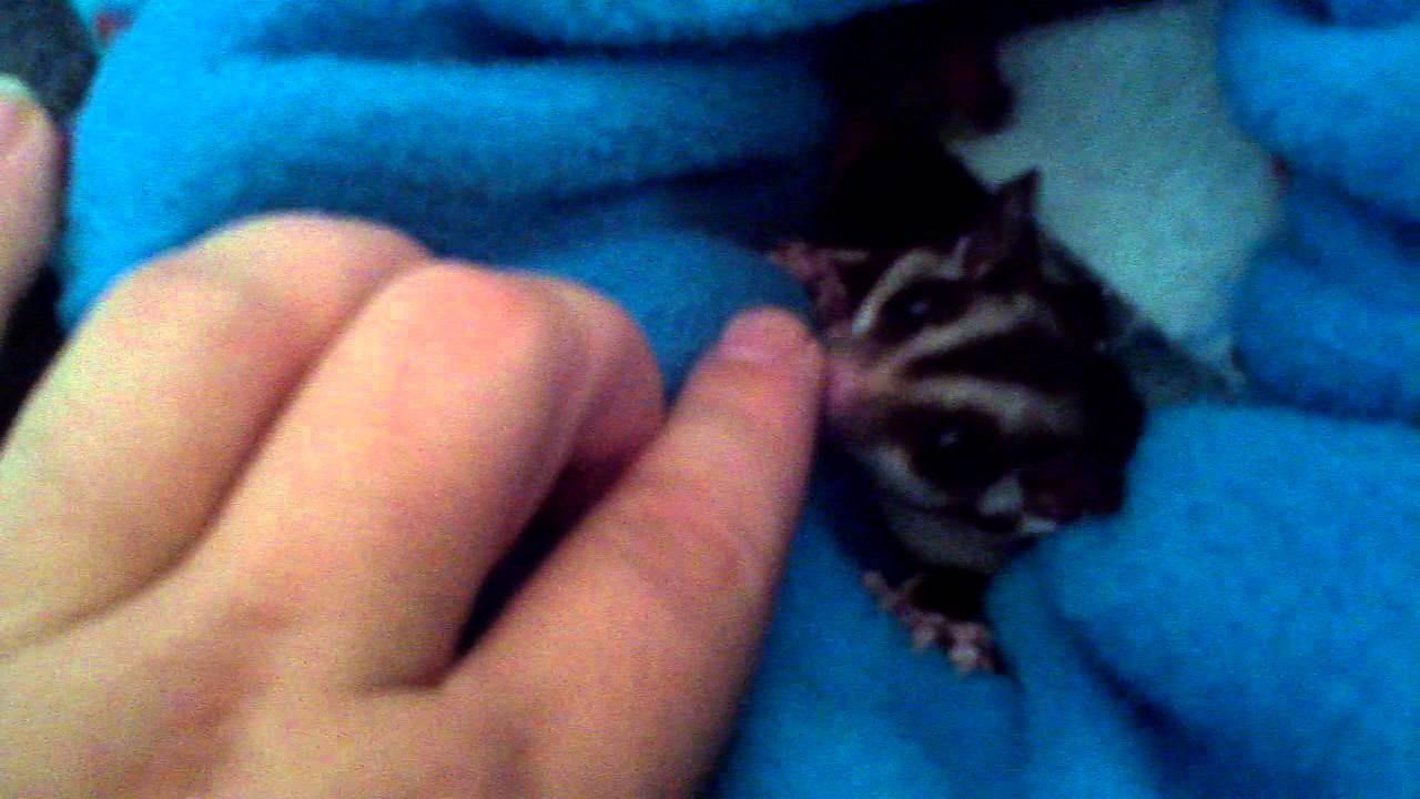 affectionate sugar glider