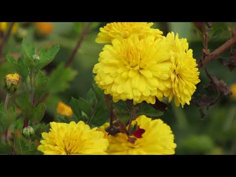 Video: Tuinchrysant