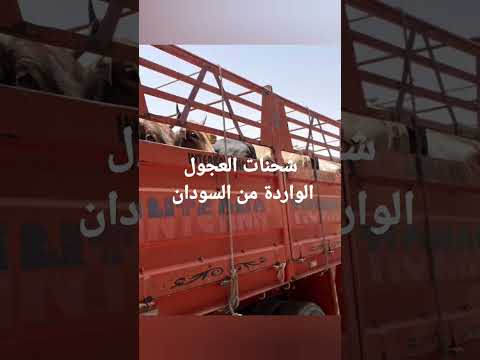 شاهد شحنات العجول السودانية فور وصولها مصر اللحوم السودانية ارخص سعر للحوم Shortsvideo 