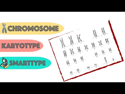 Chromosome Analysis with SmartType | Cytogenetic