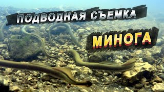 Минога в Воронежской области / Речная минога / Семидырка