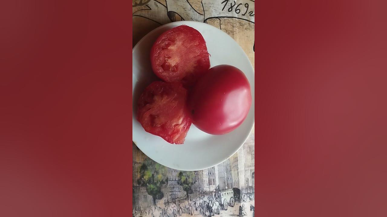 Томат Говядина с куста в разрезе и на вкус - YouTube