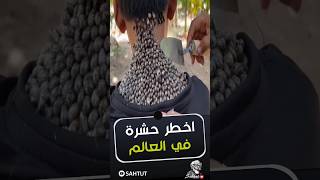 أخطر حشرة في العالم .. تشرب من دمك ولا تشبع ابدا !!