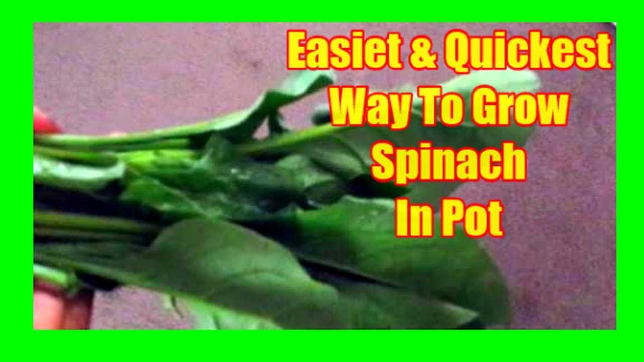 How To Grow Spinach From Cuttings Growing Spinach Without Seeds At
