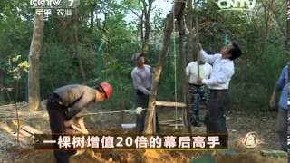 致富经 《致富经》 20131209 一棵树增值20倍的幕后高手