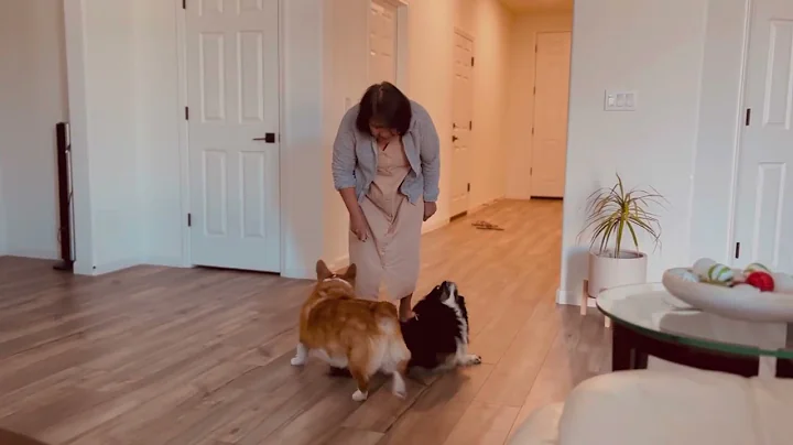 Dog Training