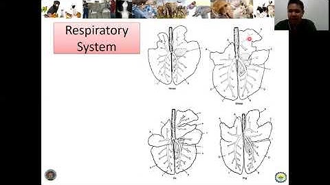 08 AAS 101 Introduction to Animal Science   Lesson 8   Respiratory System
