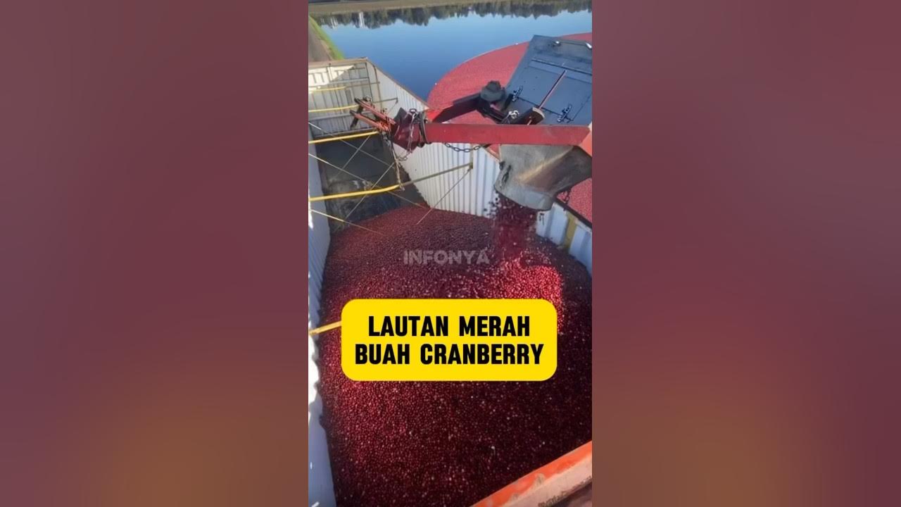 Lautan merah panen buah cranberry #panen #cranberries #buah #fyp #reels Lautan merah panen buah cranberry #panen #cranberries #buah #fyp #reels