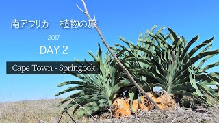 【南アフリカ　植物の旅】  2日目　ケープタウンからスプリングボックへ　ハンタム国立植物園のブーファン・ハエマントイデスに感動！