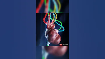 Heart Sound Original Heart Sound Shorts Heart Medical 