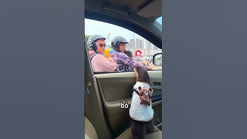 Một chú rái cá đầy nỗ lực #shorts #cute #lovely