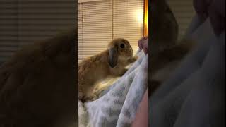 Grumpy Rabbits 🐇 #rabbit #bunny #pets #animals #petcare #petvideos #fyp #shorts