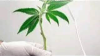 cannabis #maconha #cannabis #maconhabrasil #weed #marijuana #legalize #thc #legaliza DICA DE SAÚDE 🍁
