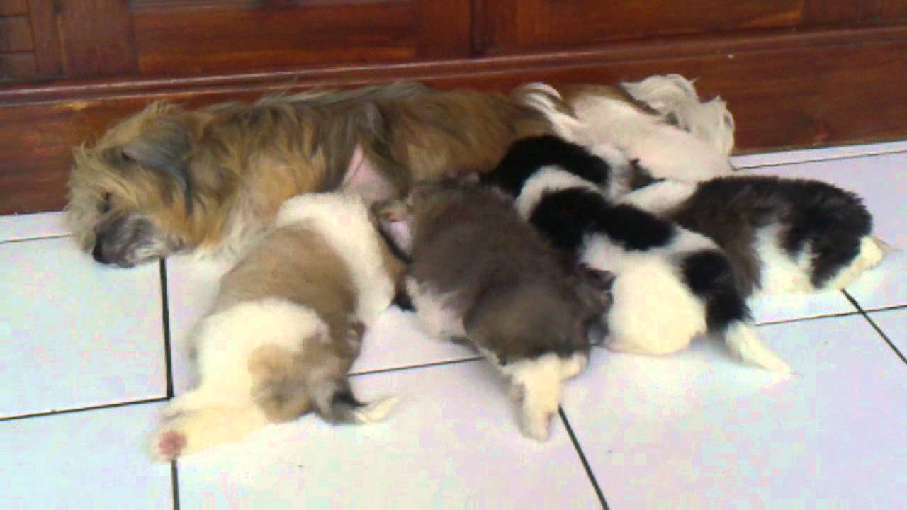 Anak Anjing Shitzhu Youtube Anak Anjing Shitzhu Youtube